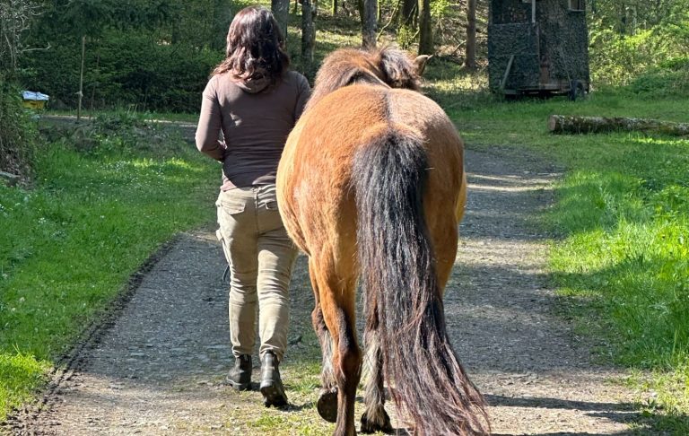 neue Wege gehen mit Pferd