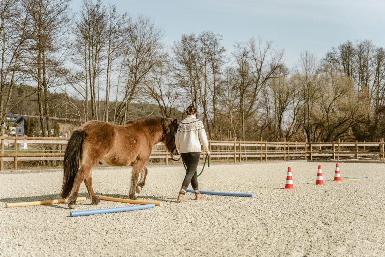 Pferdegestütztes Einzel-Coaching